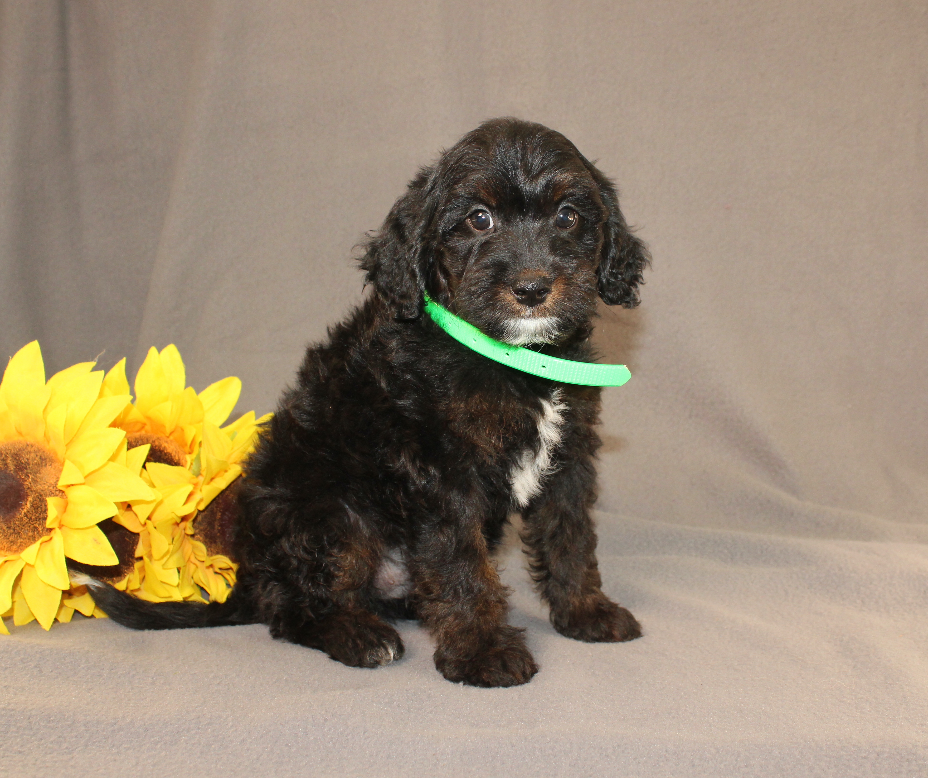 puppy, for, sale, Mini Cavagoldendoodle, Ivan J. Stoltzfus, dog, breeder, Dornsife, PA, dog-breeder, puppy-for-sale, forsale, nearby, find, puppyfind, locator, puppylocator, aca